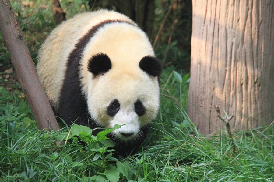 Chengdu: Private Panda Base Tour with 80 Pandas - Should you book the Chengdu 80-Panda private base tour?