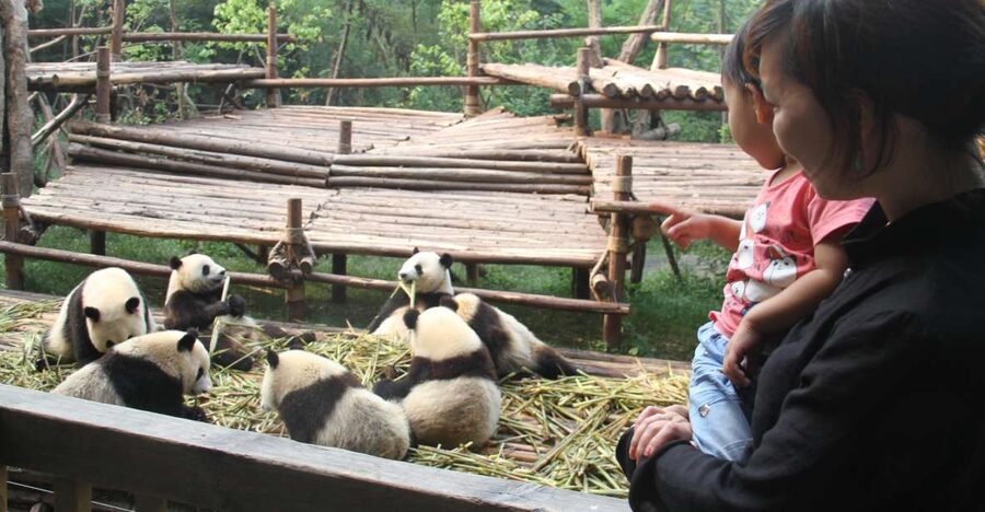 Chengdu: Private Panda Base Tour with 80 Pandas - Private pickup to Chengdu’s panda base, and how to choose morning vs afternoon