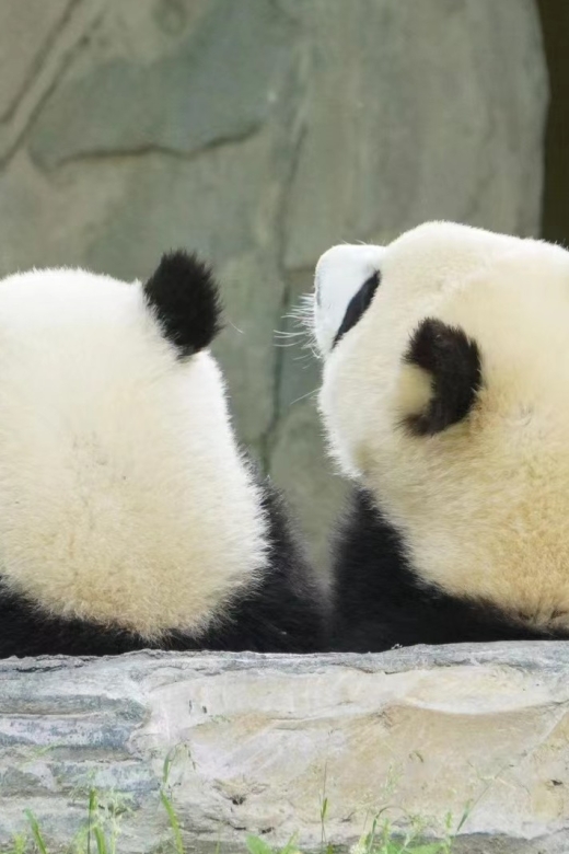 Chengdu: Private Panda Base Tour with 80 Pandas - What the guide actually does inside the park