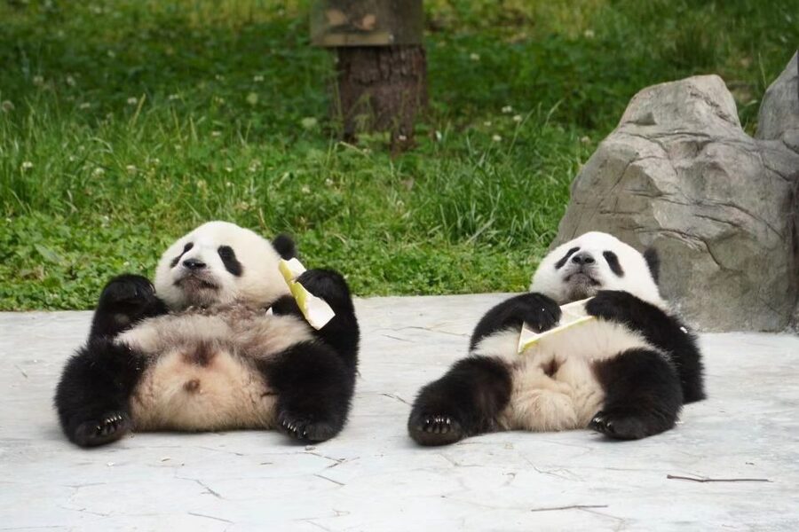 Chengdu: Private Panda Base Tour with 80 Pandas - The plus options after pandas: turning half-day into a full day in Sichuan