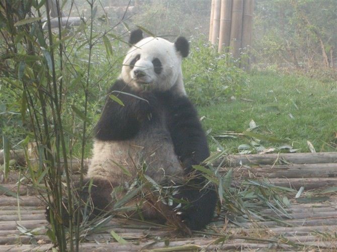 Chengdu: Private Panda Base Tour with 80 Pandas - Price and value: how $75 per person holds up