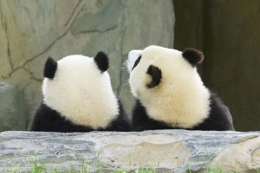 Chengdu: Private Panda Base Tour with 80 Pandas - Logistics that matter: timing, drop-offs, and what to bring