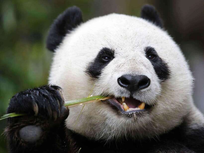 Chengdu: Private Panda Tour at Panda Breeding Base - Key highlights worth planning for