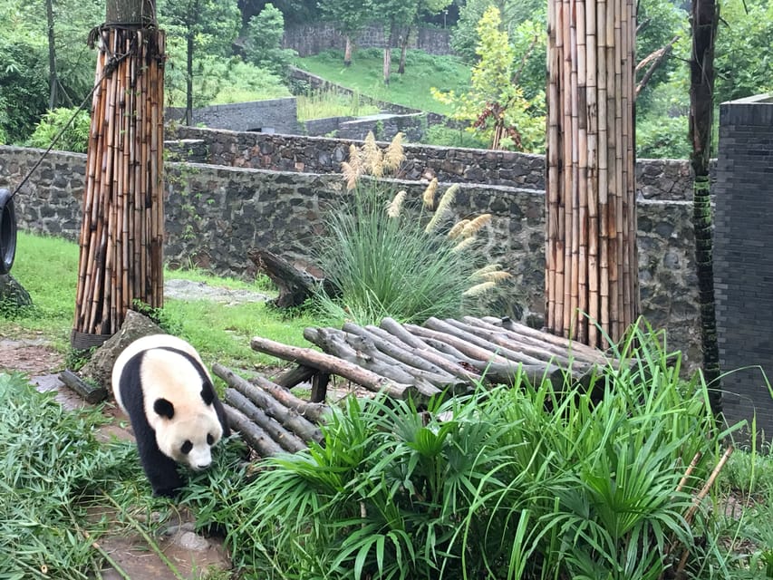 Chengdu: Private Panda Tour at Panda Breeding Base - What to bring, and how to avoid the common day-ruiners