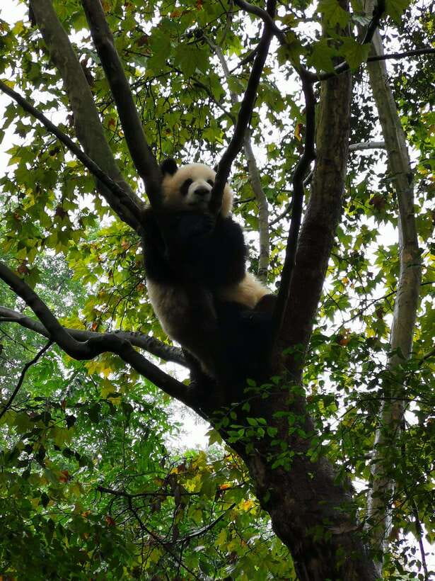 Chengdu: Private Panda Tour at Panda Breeding Base - Panda Nursery: where the cubs steal the show