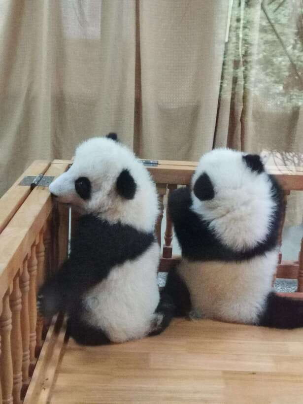 Chengdu: Private Panda Tour at Panda Breeding Base - The panda documentary film, and why it helps