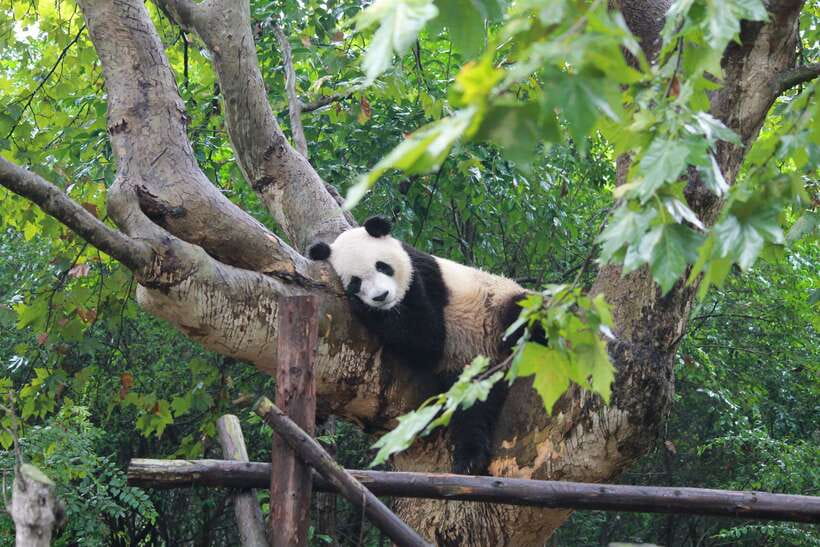Chengdu: Private Panda Tour at Panda Breeding Base - Timing, duration, and what else might be in your day
