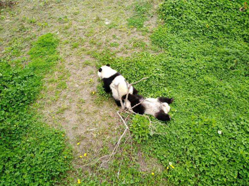 Chengdu: Private Panda Tour at Panda Breeding Base - Getting into the Chengdu Research Base without the stress