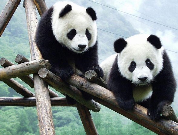 Chengdu Private Sightseeing Tour with Panda Breeding Center Visit - Key things I’d watch for on this Chengdu private day