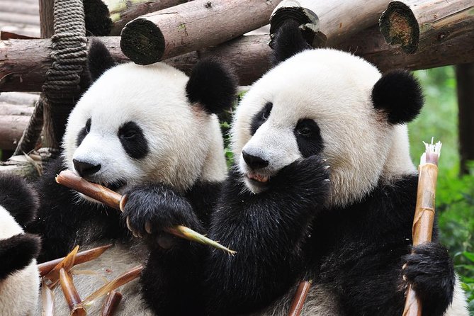 Chengdu Private Sightseeing Tour with Panda Breeding Center Visit - Wenshu Temple: a Buddhist break that also feeds you