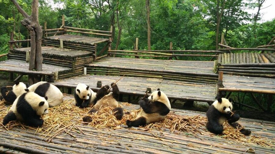 Chengdu Private Tour of Leshan Buddha and Panda Base - What the Included Tickets and Guide Actually Add Up To