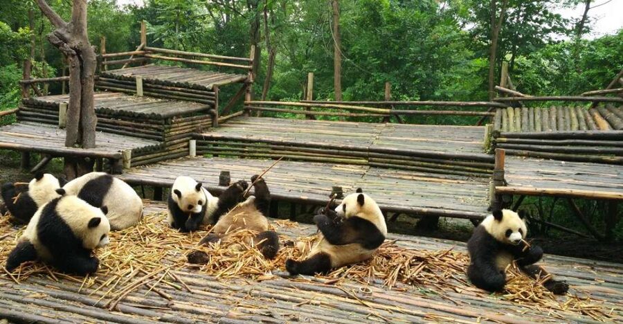Chengdu Private Tour of Leshan Buddha and Panda Base - The 2-Hour Drive to Leshan, and How to Use It