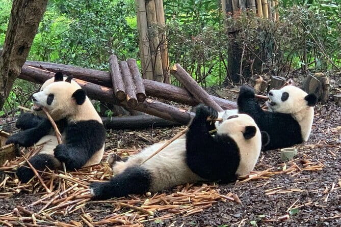 Chengdu Research Base of Giant Panda Breeding Ticket pre-booking - Key highlights at a glance