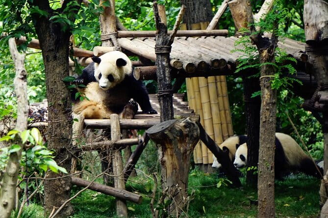 Chengdu Research Base of Giant Panda Breeding Ticket pre-booking - Chengdu Panda Base, Xiongmao Jidi: what you are actually visiting