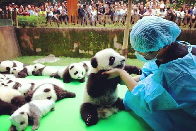 Chengdu Research Base of Giant Panda Breeding Ticket pre-booking - What the base experience feels like on the ground