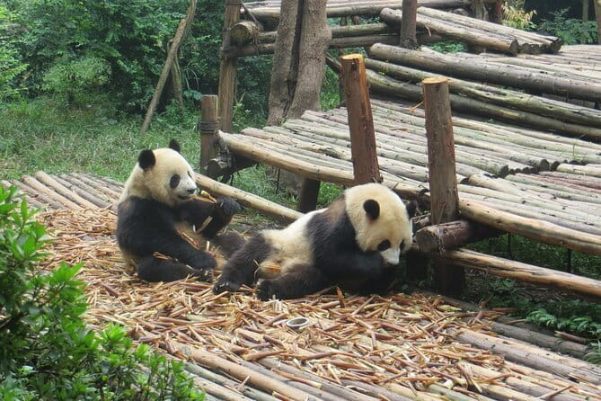 Chengdu Research Base of Giant Panda Breeding Ticket pre-booking - Price and value: is $20 a good deal for panda time?