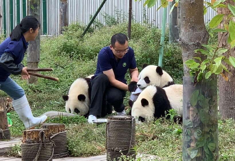 Chengdu: Volunteer Day Experience at Dujiangyan Panda base - Volunteer at Dujiangyan Panda Base, why it feels real