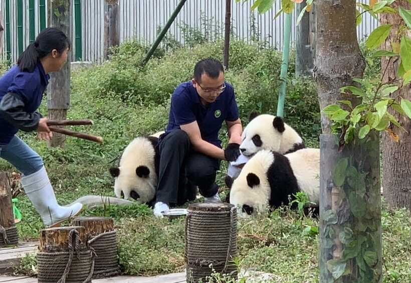 Chengdu: Volunteer Day Experience at Dujiangyan Panda base - Certificates at 14:30, and what makes the souvenir meaningful