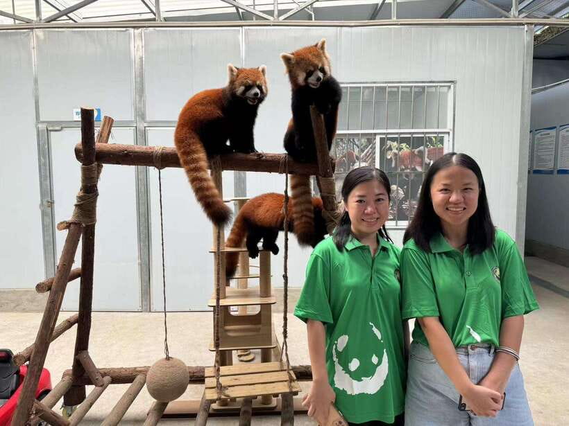 Chengdu: Volunteer Day Experience at Dujiangyan Panda base - Price and value: what $231 includes, and what you are paying for