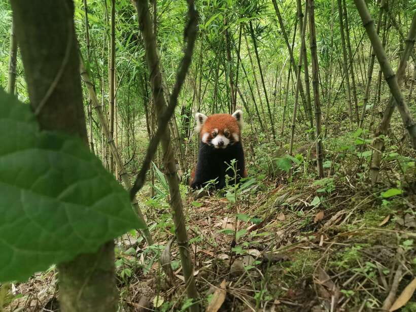 Chengdu: Volunteer Day Experience at Dujiangyan Panda base - Pickup, rules, and how the day actually flows