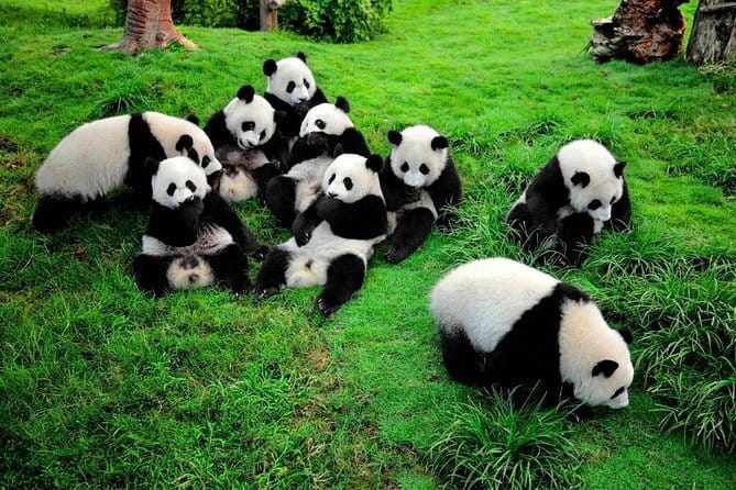 Day tour Chengdu Panda Base Leshan Giant Buddha with local Lunch - Price and Logistics: Is $130 Good Value?
