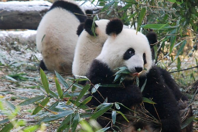 Day tour Chengdu Panda Base Leshan Giant Buddha with local Lunch - Who This Tour Suits Best