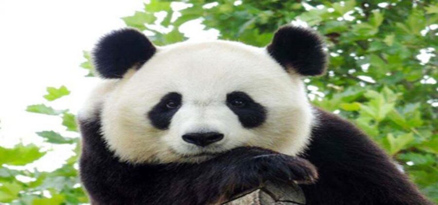 Dujiangyan panda base and irrigation system park day tour - Dujiangyan irrigation system: ancient water engineering you can picture