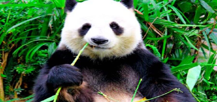 Dujiangyan panda base and irrigation system park day tour - Dujiangyan Panda Base: why it feels different from Chengdu