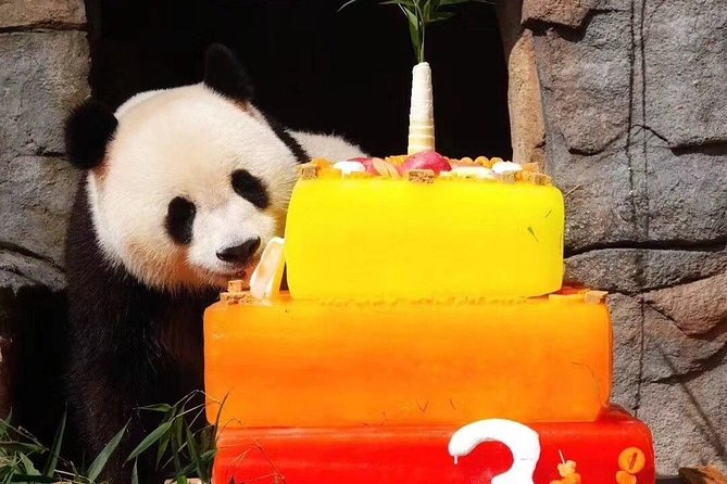 Dujiangyan Panda Base and Mount Qingcheng - Why the panda base feels different: shelters, gardens, and conservation work