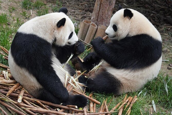 Dujiangyan/Wolong Panda Sanctuary day tour option panda keeper - Why Dujiangyan and Wolong Make a Great Chengdu Panda Day