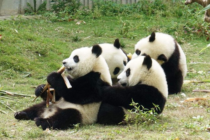 Dujiangyan/Wolong Panda Sanctuary day tour option panda keeper - Pickup, Small Group Size, and a 7:00 am Start