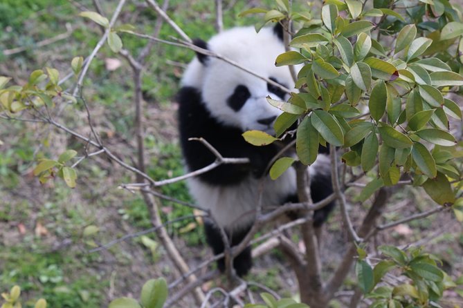 Dujingyan Panda Sanctuary Half day tour option panda volunteer - Why Dujiangyan feels calmer than Chengdu’s panda center