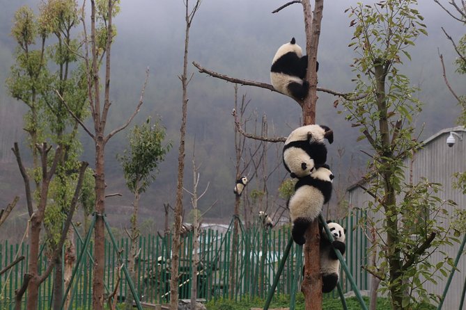 Dujingyan Panda Sanctuary Half day tour option panda volunteer - Hotel pickup and the 1.5-hour ride out of Chengdu
