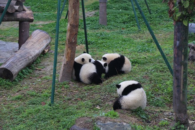 Dujingyan Panda Sanctuary Half day tour option panda volunteer - The full-day option to Wolong Giant Panda Nature Reserve