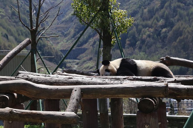 Dujingyan Panda Sanctuary Half day tour option panda volunteer - Small-group pacing and why the guide makes it click