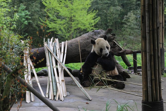Dujingyan Panda Sanctuary Half day tour option panda volunteer - Price and what you actually get for $170