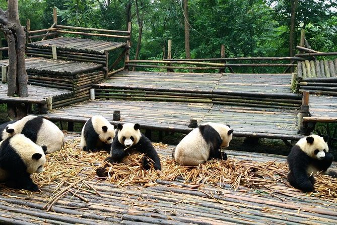 Everything Panda Private Day Tour in Chengdu - Entering the Giant Panda Breeding Research Base (Xiongmao Jidi)
