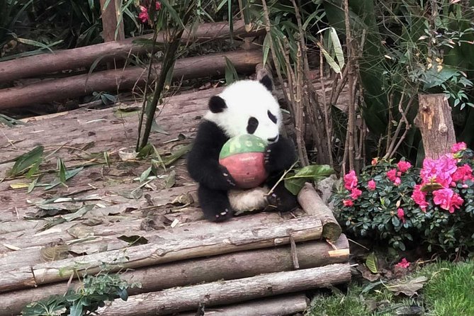 Everything Panda Private Day Tour in Chengdu - A Big Panda Sculpture Photo Stop Before Returning to Chengdu