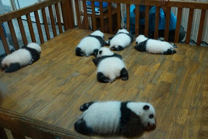 Everything Panda Private Day Tour in Chengdu - 8:00 am Pickup to Panda Base: Why the Timing Matters