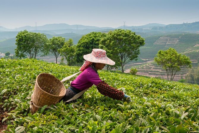 Experience Chengdu: Private Tea-Making Day Tour of Mengdingshan Tea Plantation - Mengdingshan tea: a hands-on day trip beyond souvenir stops