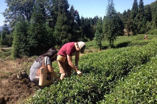 Experience Chengdu: Private Tea-Making Day Tour of Mengdingshan Tea Plantation - Price and logistics: does $240 per person make sense?