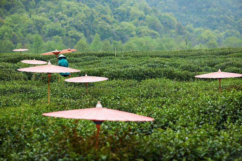 From Shanghai: Hangzhou Private Day Trip by Bullet Train - The Shanghai to Hangzhou Bullet Train Advantage