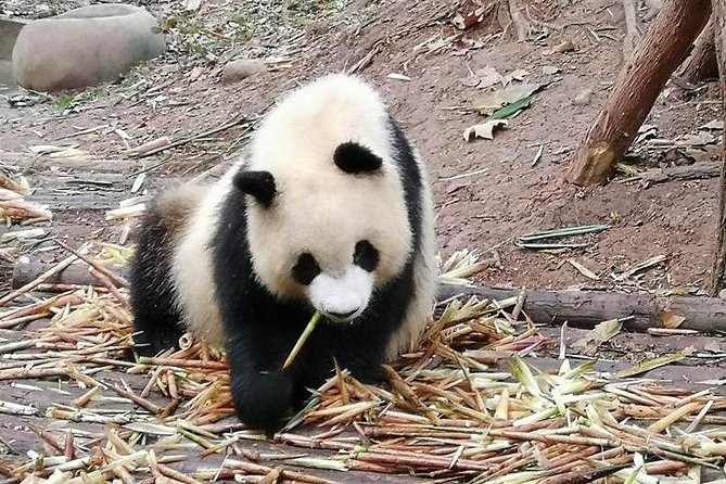 Giant Panda and Buddha 1 day tour - Comfort and logistics: what you get without overthinking