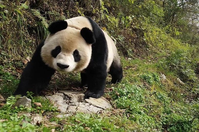 Giant Panda and Buddha 1 day tour - Choosing your guide: what to look for on the day