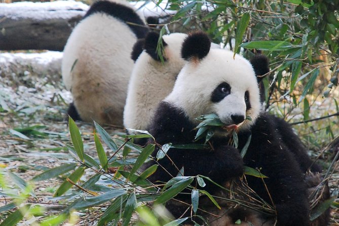 Giant Panda and Buddha 1 day tour - The road to Leshan: why the drive is part of the experience