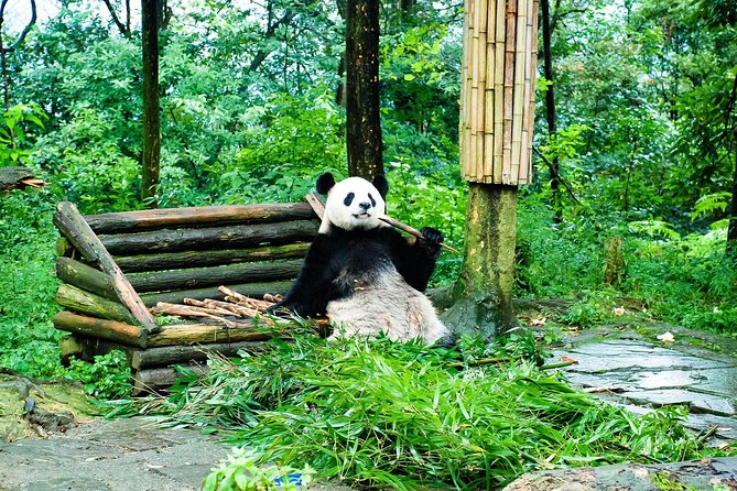 Giant Panda and Leshan Buddha Day Trip from Chengdu - Morning Start at the Giant Panda Breeding Research Base