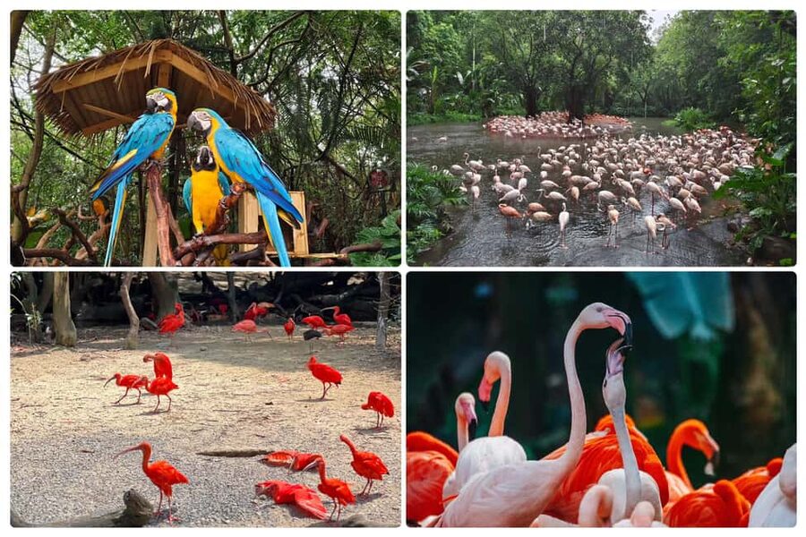 Guangzhou Chimelong: Safari Park/Paradise - Timing Your Day with Safari Last Entry and Paradise Hours