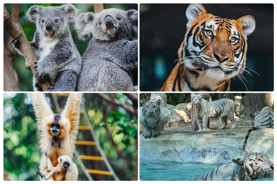 Guangzhou Chimelong: Safari Park/Paradise - What to Budget For, Photo Packs, and the Stuff That Is Not Included