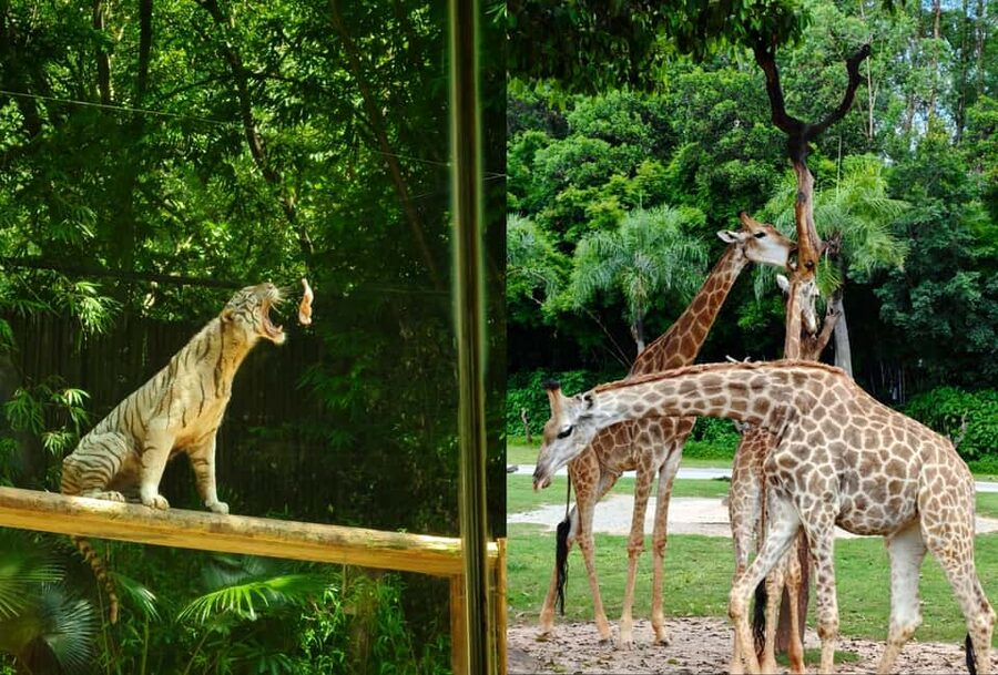 Guangzhou Chimelong: Safari Park/Paradise - Should You Book This Chimelong Safari Park and Paradise Combo?