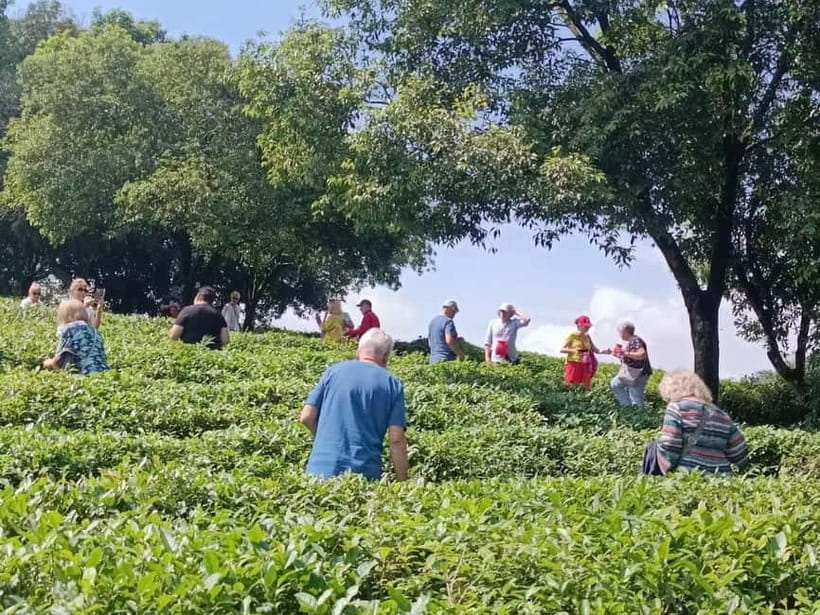 Guilin: City Tour with Elephant Hill & Ming Tea Tasting - Key things to know before you go